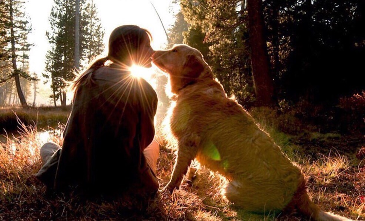 La missione di un cane, come l'animale agisce su di noi?