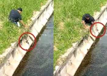Gatto cade in un canale, a salvarlo un atleta paralimpico
