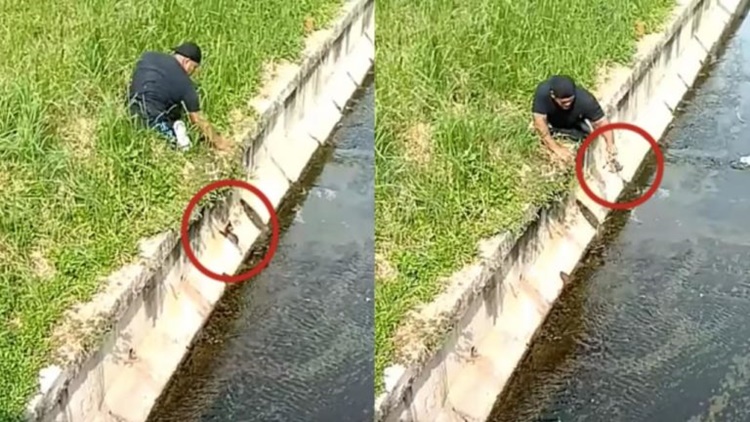 Gatto cade in un canale, a salvarlo un atleta paralimpico