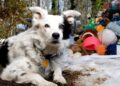 Scomparso Chaser, il border collie che conosceva più di mille parole
