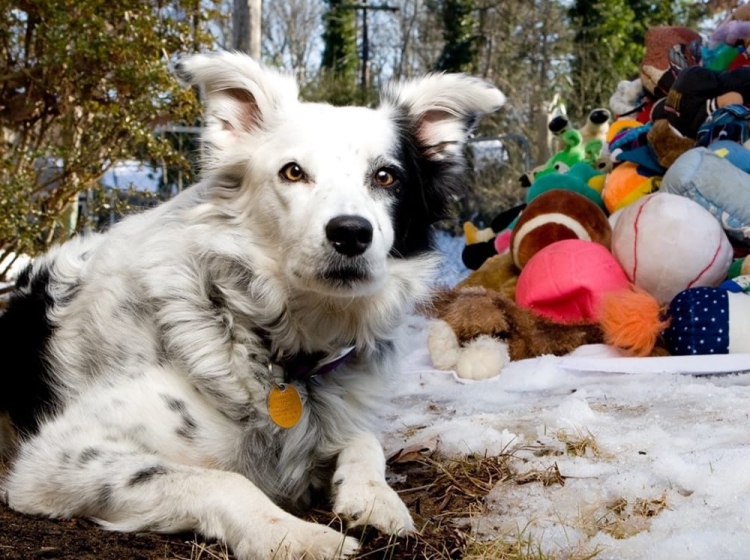 Scomparso Chaser, il border collie che conosceva più di mille parole