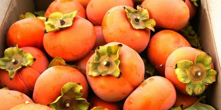 Benefici dei cachi: un frutto di stagione ricco di sali minerali e vitamine