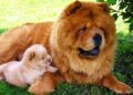 Cane con la lingua blu, il Chow Chow. Spiegazioni e leggende