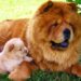 Cane con la lingua blu, il Chow Chow. Spiegazioni e leggende