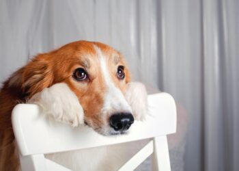 Animali e cibo cotto, scegliere gli alimenti migliori per la loro salute