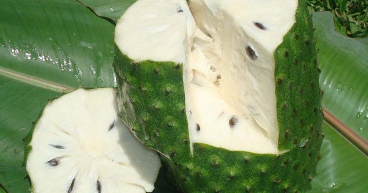 Guanabana: frutto dalle mille proprietà, proprietà e benefici del frutto