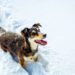 Come mai i cani amano la neve: consigli per l'aria aperta