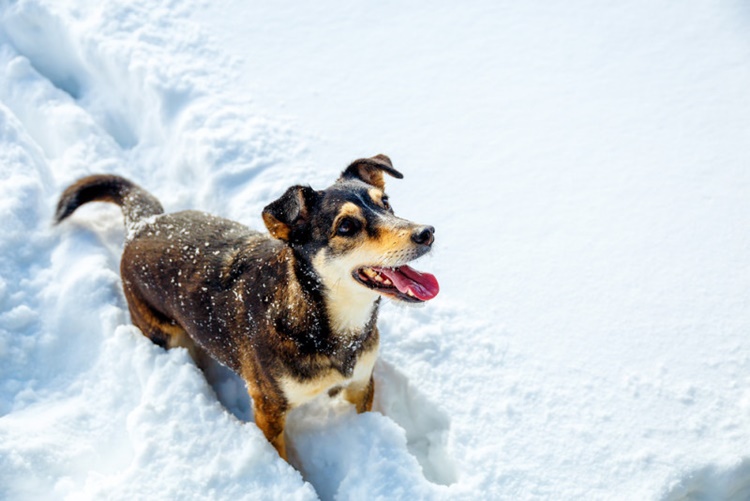 Come mai i cani amano la neve: consigli per l'aria aperta
