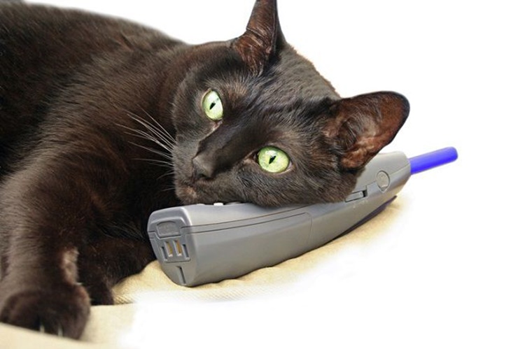 I gatti capiscono il loro nome, ma semplicemente a volte scelgono di ignorarti