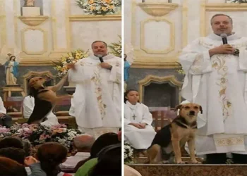 La storia del sacerdote brasiliano che salva i cani