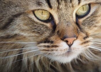 L emozionante storia di Gatto Tigrato e Miss Rondinella