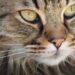 L emozionante storia di Gatto Tigrato e Miss Rondinella