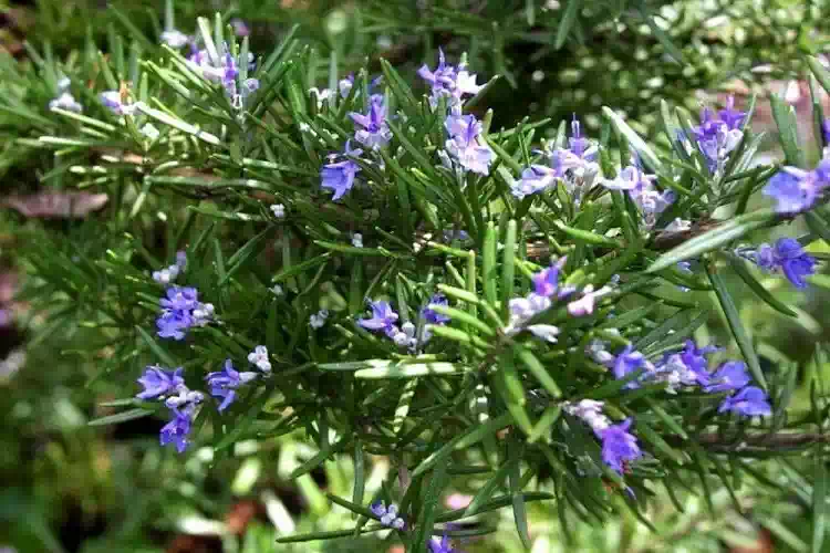 Proprietà terapeutiche del rosmarino