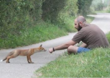 Una meravigliosa storia di amicizia tra volpe e uomo