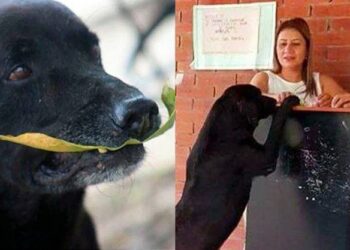 Un cane compra un biscotto e paga con le foglie