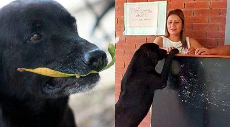 Un cane compra un biscotto e paga con le foglie