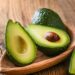 coltivare avocado in casa