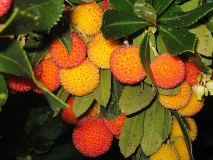 Corbezzolo, come fare il decotto e gli infusi, benefici e proprietà