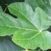 Tisana di foglie di fico, protegge il cuore e controlla il diabete