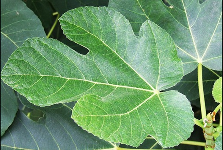 Tisana di foglie di fico, protegge il cuore e controlla il diabete
