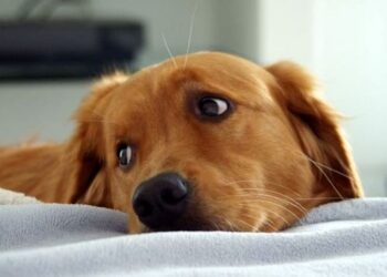 Gli occhi dei cani appaiono tristi per intenerire il nostro cuore, lo dice la scienza