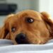 Gli occhi dei cani appaiono tristi per intenerire il nostro cuore, lo dice la scienza