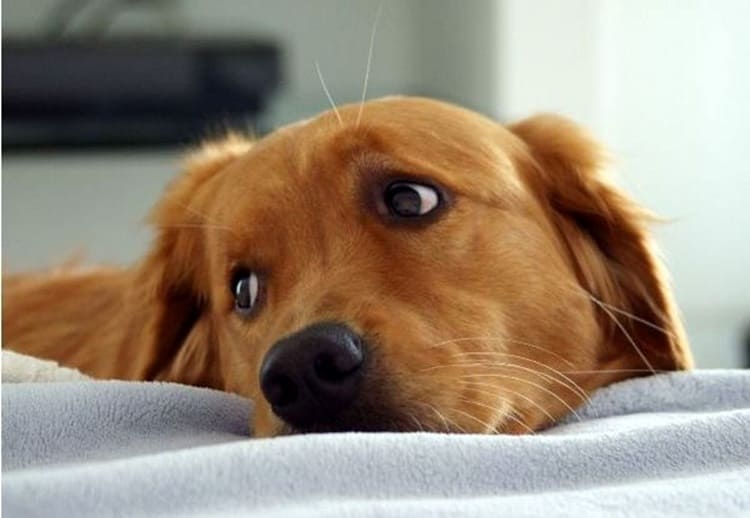 Gli occhi dei cani appaiono tristi per intenerire il nostro cuore, lo dice la scienza