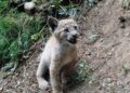 Nasce cucciolo di lince sui Pirenei, è un miracolo