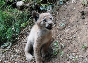 Nasce cucciolo di lince sui Pirenei, è un miracolo