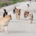 Più ricoveri per cani, è questa la richiesta del Comune di Benevento