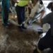 Salva un cavallo da morte certa: ecco cosa fa questo contadino