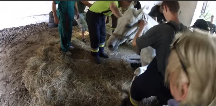Salva un cavallo da morte certa: ecco cosa fa questo contadino