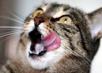 6 Alimenti naturali che fanno bene agli umani ed ai gatti