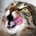 6 Alimenti naturali che fanno bene agli umani ed ai gatti