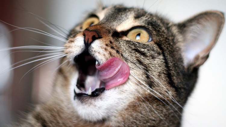6 Alimenti naturali che fanno bene agli umani ed ai gatti