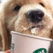 Arriva il Puppuccino di Starbucks il cappuccino per la colazione dei cani