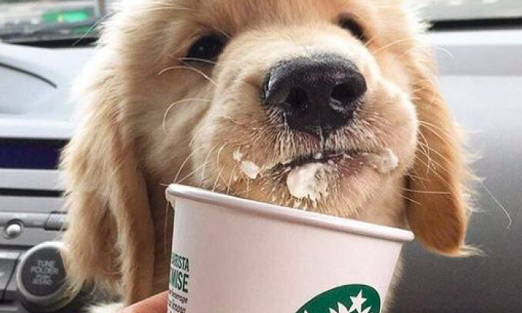 Arriva il Puppuccino di Starbucks il cappuccino per la colazione dei cani