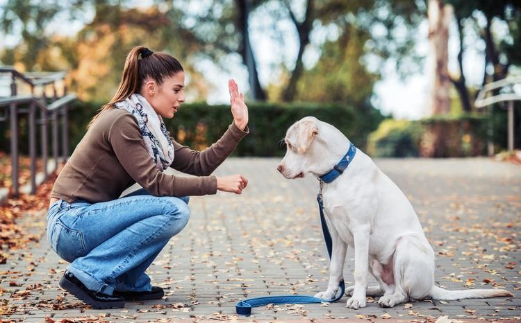 Comandi di base che puoi insegnare al tuo cane: consigli utili