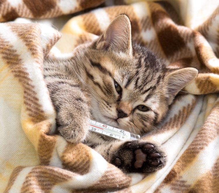 Come sapere se il tuo gatto è malato: sintomi e cause