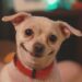 Curiosità sugli animali e sui cani : 9 cose da sapere