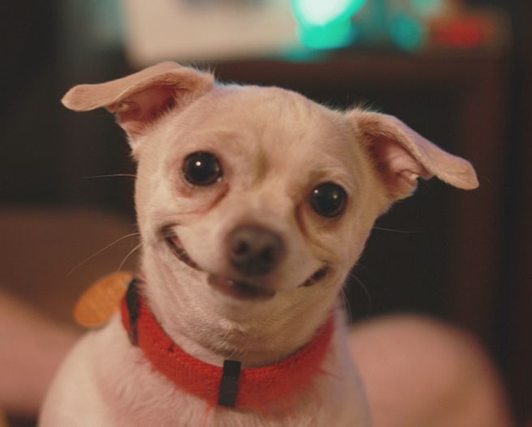 Curiosità sugli animali e sui cani : 9 cose da sapere