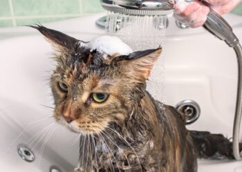 Fare il bagno al tuo gatto: tutti i consigli da seguire