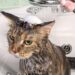 Fare il bagno al tuo gatto: tutti i consigli da seguire