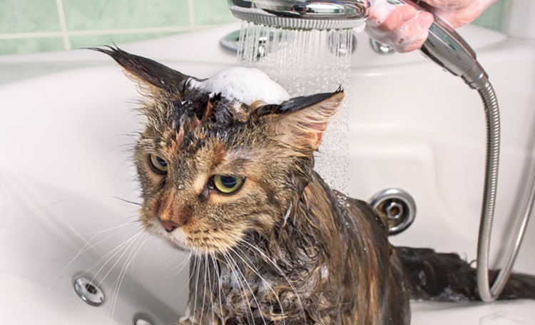 Fare il bagno al tuo gatto: tutti i consigli da seguire