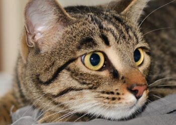 Gatto senza coda, è Pulciosetto il primo felino influencer italiano