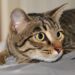 Gatto senza coda, è Pulciosetto il primo felino influencer italiano