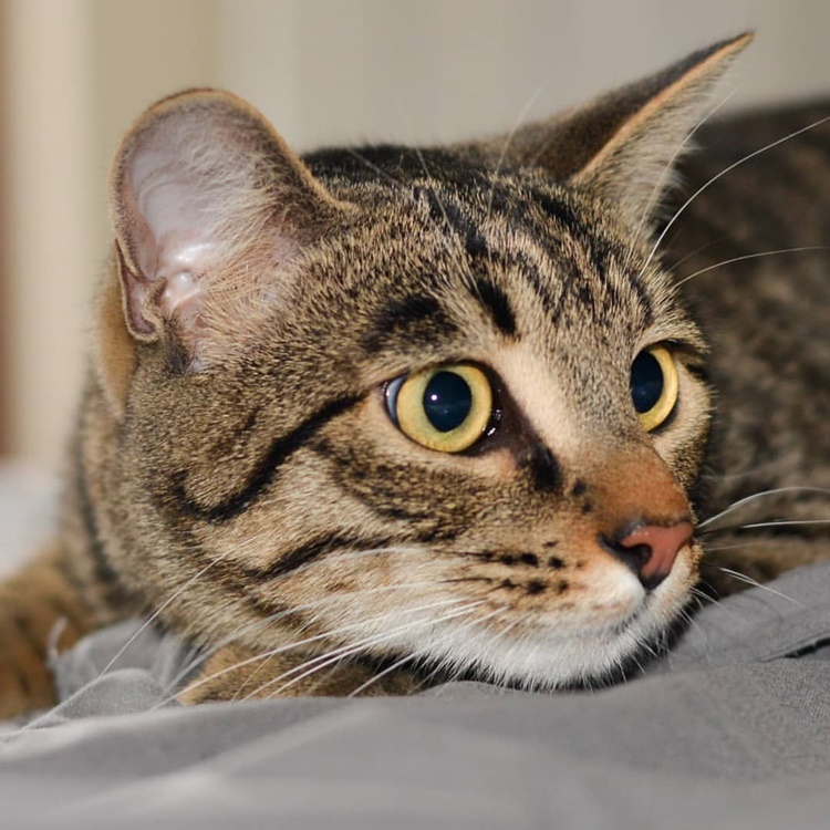 Gatto senza coda, è Pulciosetto il primo felino influencer italiano