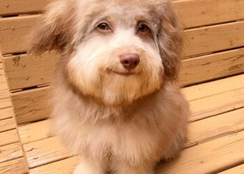 Il volto del cane simile a quello umano, così Nori diventa la star del web