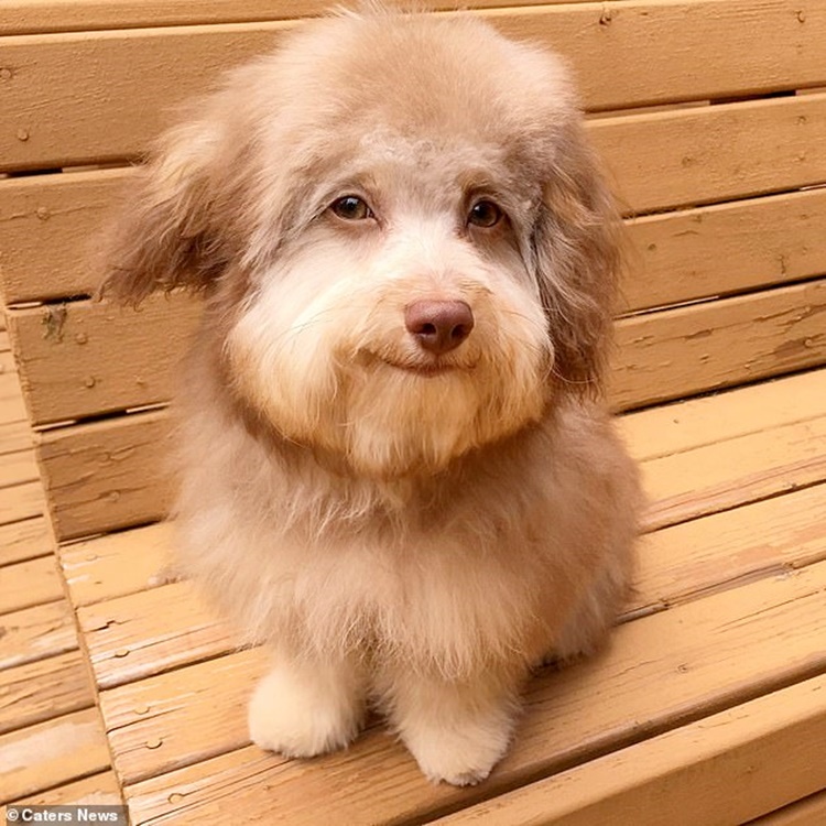 Il volto del cane simile a quello umano, così Nori diventa la star del web
