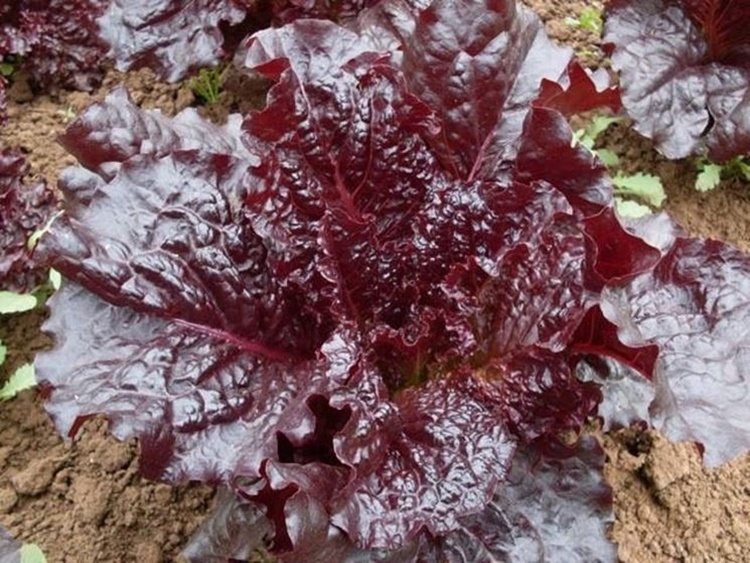 Lattuga rossa: combatte l'invecchiamento e fa rimanere giovani